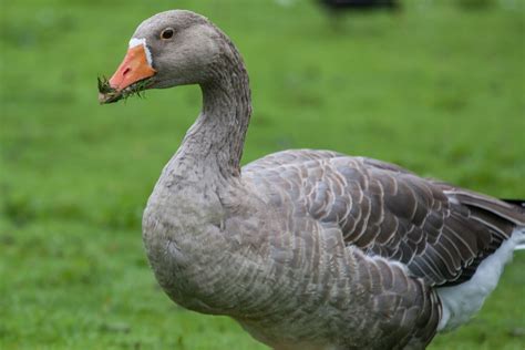 Speedy recovery of sick goose with natural product — Natural Animal Health