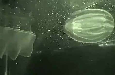 A cone jellyfish eating another cone jellyfish. : interestingasfuck