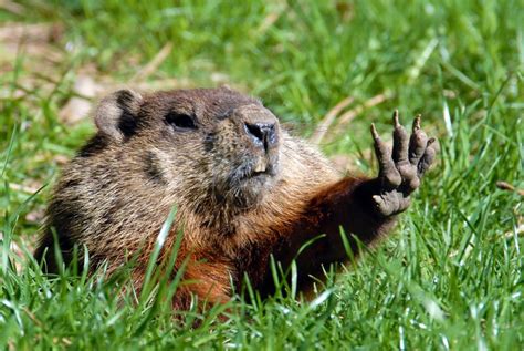 The Groundhog Made His Debut, Now Learn Why We Celebrate