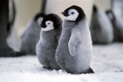 two small penguins standing next to each other on snow covered ground ...