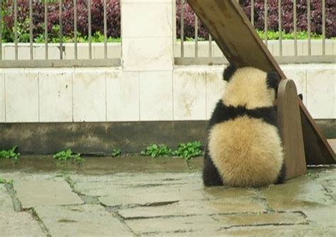 17 Best images about sad pandas on Pinterest | Role models, Videos and ...