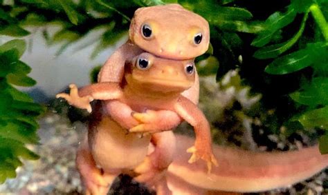 Adorable Photograph of Two Cute Newts Posing for the Camera Captured by ...