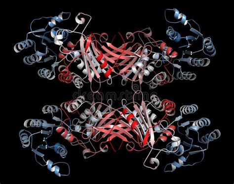 Glucose-6-phosphate Dehydrogenase (G6PD) Protein. Enzyme of the Pentose ...