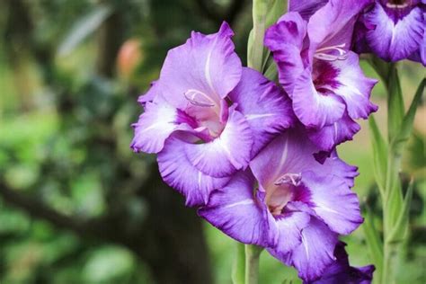 August Birth Month Flowers: Gladiolus and Poppy - Petal Republic