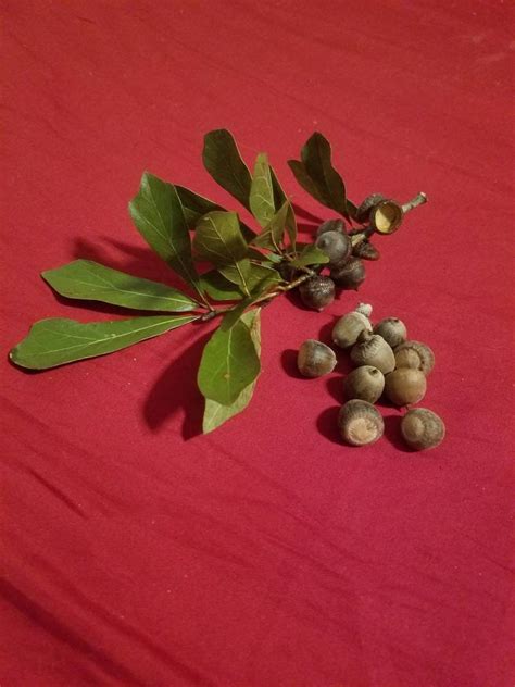 10 WATER OAK ACORNS Quercus Nigra Seed Plant Craft - Etsy