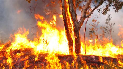 Eucalyptus trees: nature's own arsonists - 9Pickle