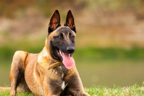 Trained Belgian Malinois Personal & Family Protection Dogs for Sale Uk