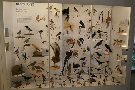 The Museum of Zoology - Cambridge | Cambridge Nov 22 Album | Flickr