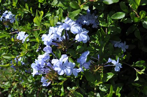 Plumbago auriculata