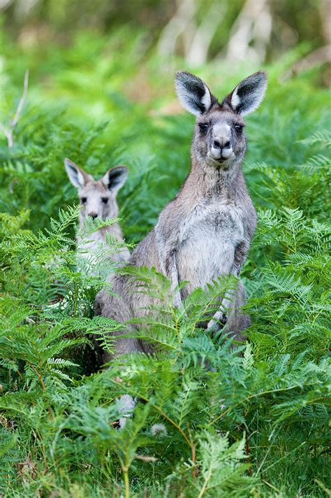 Eastern Grey Kangaroos Macropus by Danita Delimont