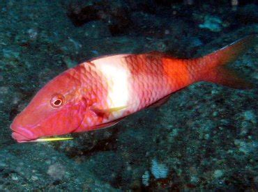 Manybar Goatfish - Parupeneus multifasciatus - Goatfishes - - Hawaii Reefs