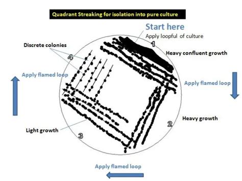 Streak Plate Method: Principle, Procedure, Uses • Microbe Online