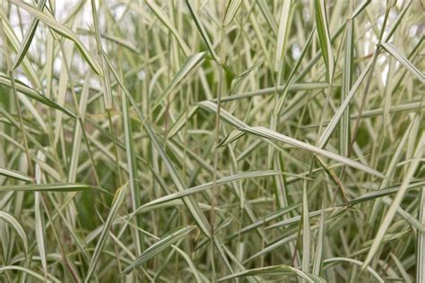 Phalaris arundinacea | BBC Gardeners World Magazine