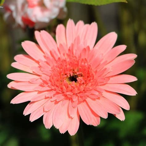 PINK Series Gerbera Daisy Seeds 20+ Perennial Gerbera Jamesonni Plants | Gerbera daisy, Plants ...