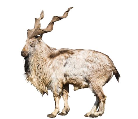 Pakistan’s national animal Markhor faces extinction - Daily Times