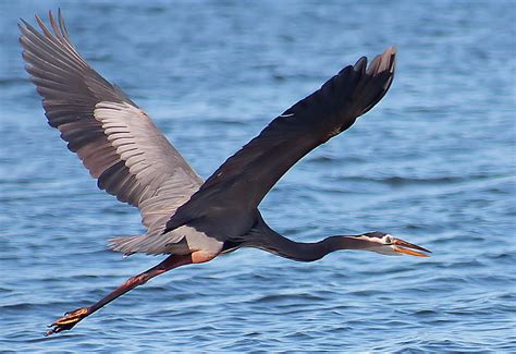 Blue Heron Wingspan Photograph by Karl Ford