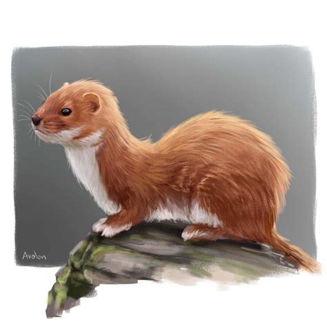 I painted a weasel : drawing | Dnd art, Creature art, Fantasy creatures