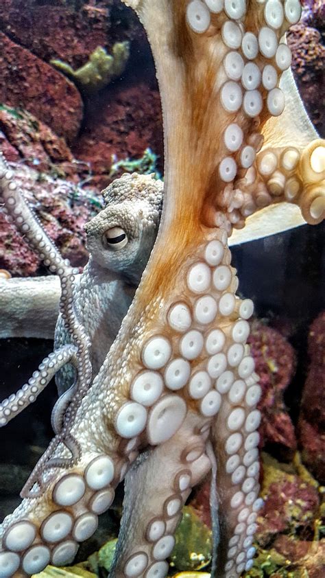 Octopus Cephalopod Suckers - Free photo on Pixabay - Pixabay