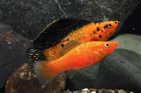 SUNSET RED SAILFIN MOLLY - Medium 2.25 -3 inches - Bluegrassaquatics.com