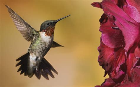 colibri Wallpapers HD / Desktop and Mobile Backgrounds