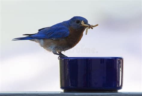 Male Eastern Bluebird Feeding on Mealworms Stock Photo - Image of ...