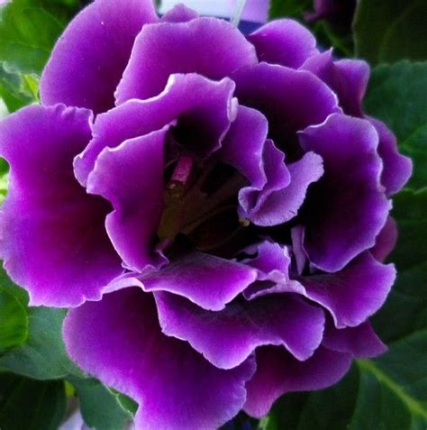 picturepoetess | Beautiful flowers, Purple flowers, Amazing flowers