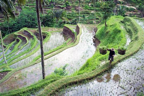 Tegallalang Rice Terraces in Bali - Popular and Scenic Attraction in ...