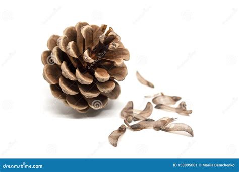 Pine Cone with Seeds Around it Isolated on White Background Stock Image ...