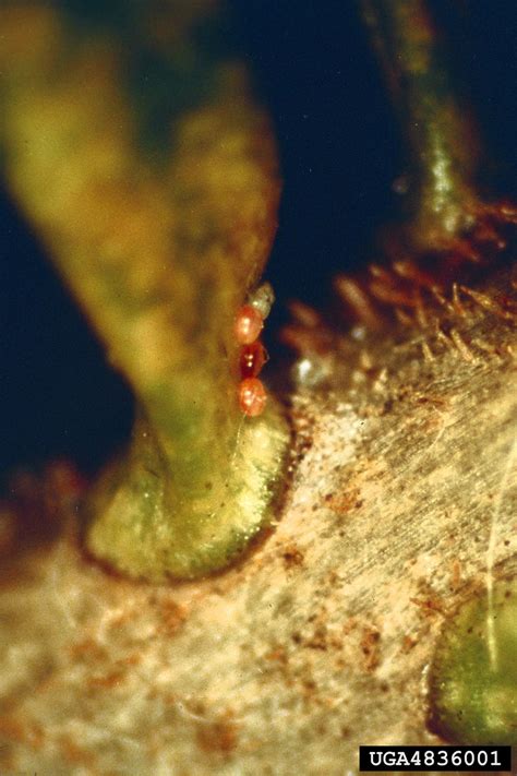 spider mites (Family Tetranychidae)