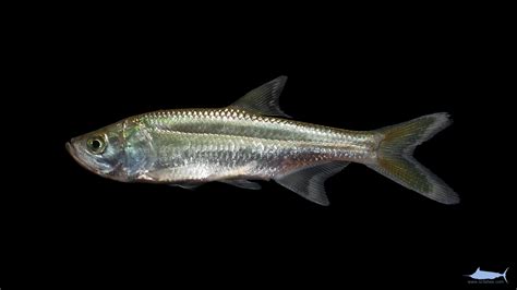 Megalops atlanticus – Fishes of North Carolina