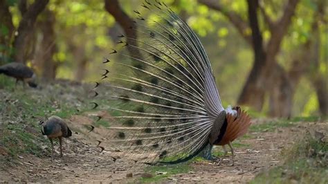 Peacock mating - YouTube