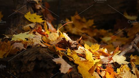 Autumn leaves 2 featuring fall, autumn, and yellow | Nature Stock Photos ~ Creative Market