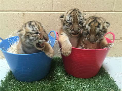 Milwaukee County Zoo's three tiger cubs make public debut