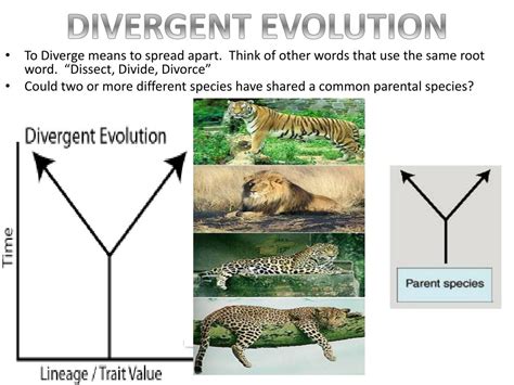 PPT - Types of EVOLUTION Divergent vs. Convergent PowerPoint Presentation - ID:1836137