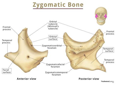 Zygomatic Bone (Cheekbone) – Functions, Anatomy, & Diagram