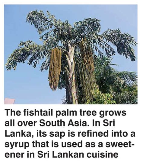 Sri Lanka’s ‘Kithul’ palm syrup: An ancient sweetener in need of saving | Daily FT