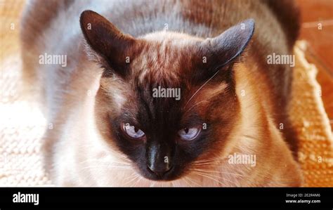 Siamese cat pops his ears back and appears to be angry Stock Photo - Alamy