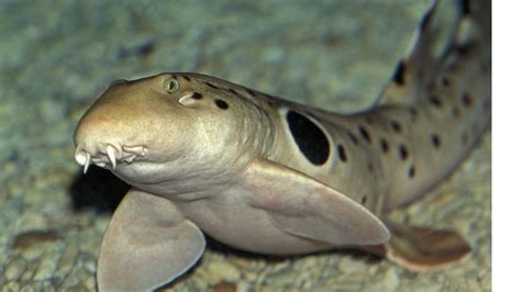 Walking shark: Scientists investigate the mysterious shark that can move on land | Euronews