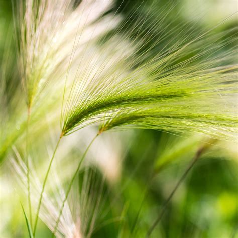 Barley Grass Juice Powder – Terrasoul Superfoods