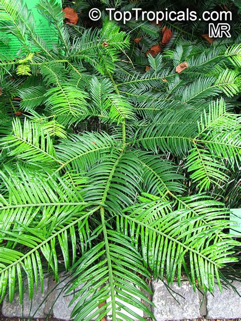 Cephalotaxus fortunei, Chinese Plum Yew, Chinese Cowtail Pine