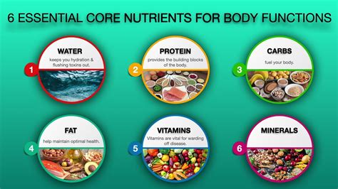 Essential nutrients your body needs / 6 core nutrients classification ...