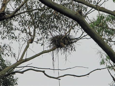 Field of Mars Wildlife Refuge: Collared Sparrowhawk Nesting FOM 20-11-09