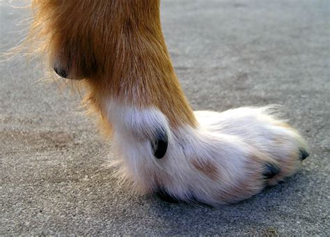 Why Do Dogs Have Dew Claws? (and How Active Canines Use Them) | PetHelpful