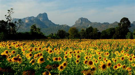 Field of sunflowers in the resort of Lopburi, Thailand wallpapers and images - wallpapers ...