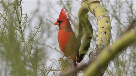 Active Adult 55 Communities | Team Harris Real Estate Tucson