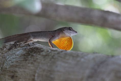 Can Evolution in Brown Anoles Keep Pace with Climate Change? - Anole Annals