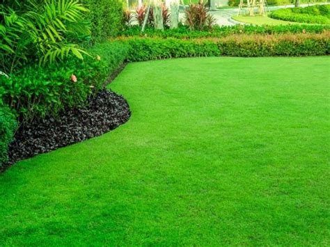 Our Year Round Lawn Care Program in North Texas | Gecko Green