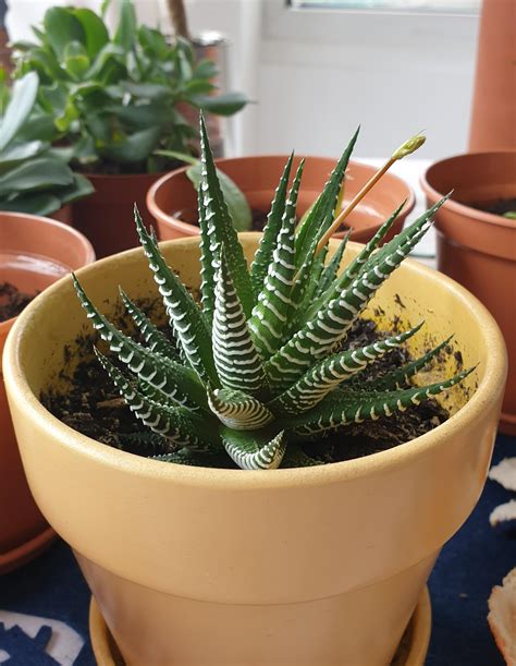 My haworthia is flowering! : r/succulents