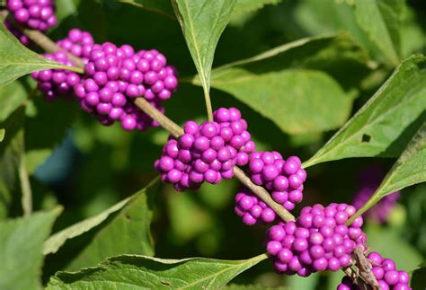 American Beautyberry — Native Nurseries | Purple fruit, Garden planning ...