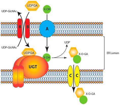 Pharmaceutics | Free Full-Text | Revisiting the Latency of Uridine ...